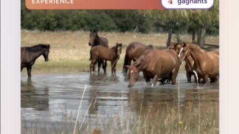 Chevaux en liberté traversant un plan d'eau dans un pré — lot « journée découverte de la méthode Blondeau à Saumur » de la loterie solidaire EquiAction.